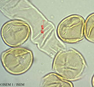 ISEM 1/Cinchona_pubescens_29423/Cinchona_pubescens_29423_0001(copy)_thumb.jpg